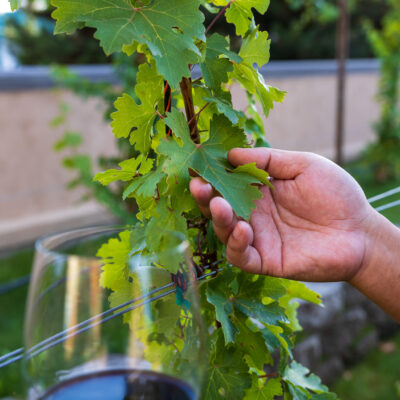 Wine Grape Vineyard at Columbia Gardens Wine and Artisan Village