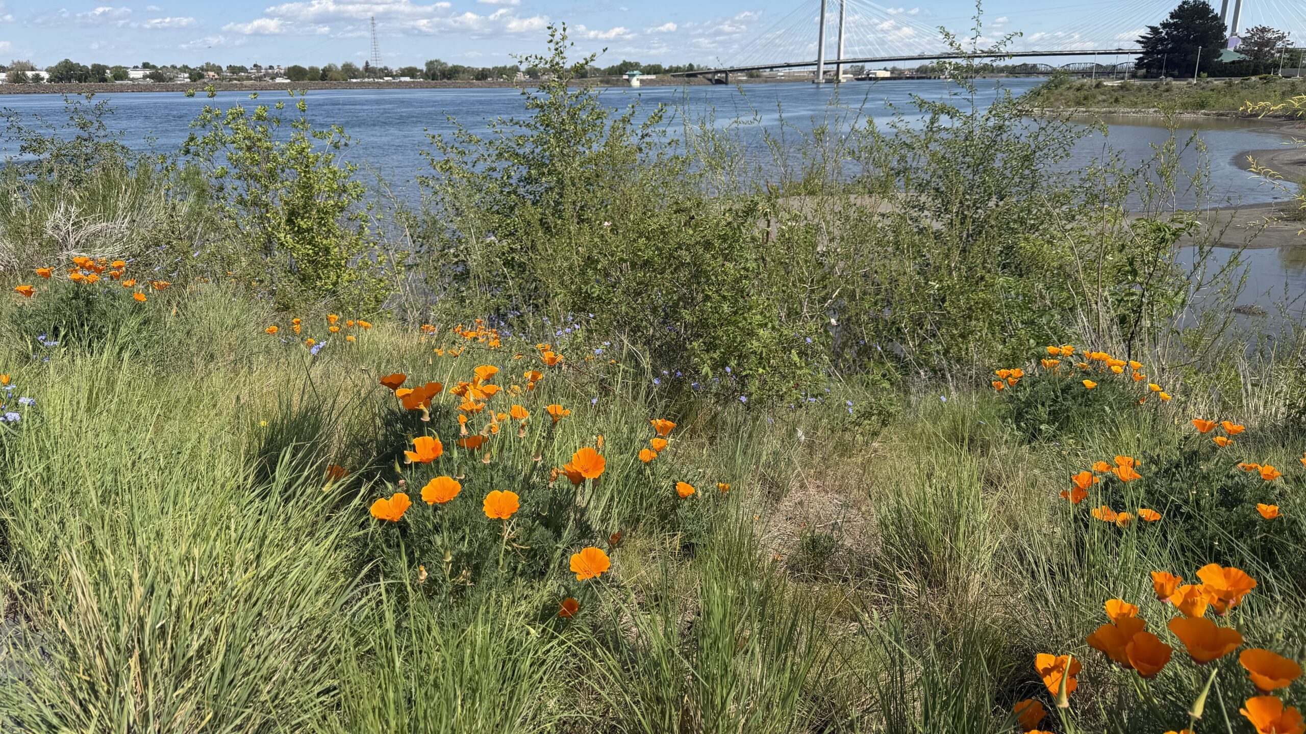 Clover Island north shoreline following stabilization and restoration work.